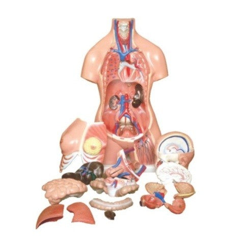 Human Torso, Unisex, 23 parts (PVC Plastic) Human Torso, Unisex, 23 parts (PVC Plastic)